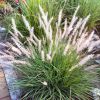 Pennisetum Orientale